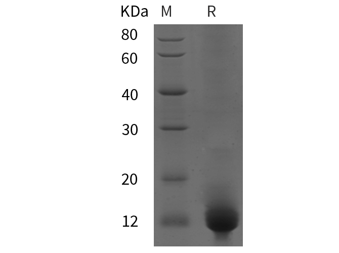 Валидация Elabscience PDEH101065(451)