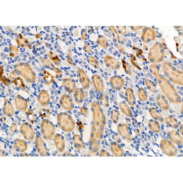 Валидация Affinity DF9703 - 22487