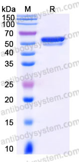 YHC05102, SDS-PAGE