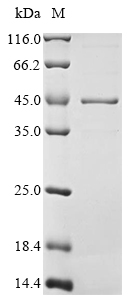 SDS-PAGE