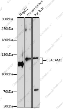 Вестерн-блоттинг, CEACAM1, различные клеточные линии