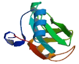 Growth Factor Receptor Bound Protein 10 (Grb10) Growth Factor Receptor Bound Protein 10 (Grb10)