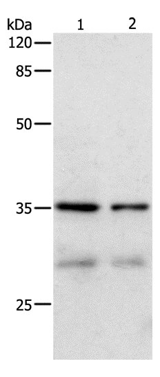 Вестерн-блоттинг, CDK4, клетки HeLa и 293T