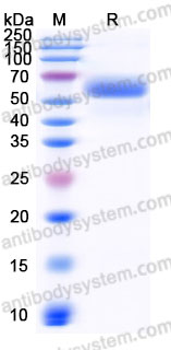 AME21003, SDS-PAGE