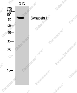 Вестерн-блоттинг, SYN1, клетки NIH-3T3