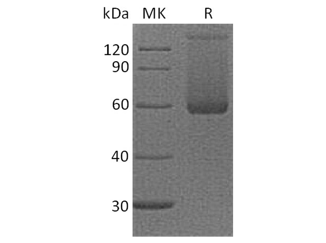 Валидация Elabscience PKSQ050011(5384)