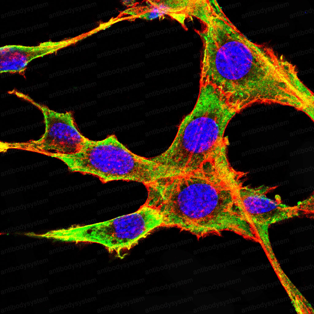 Валидация IF - AntibodySystem RHD79503 (724)