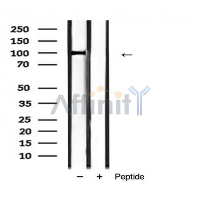 Валидация Affinity AF5337 - 2920