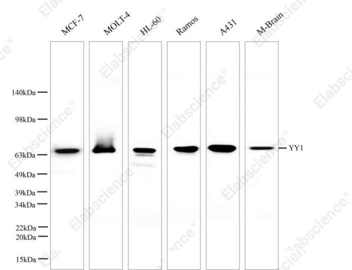 Вестерн-блоттинг, YY1, клеточные линии HeLa, MCF-7, Molt-4, C2C12, PC-12