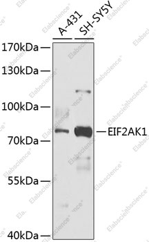 Вестерн-блоттинг, EIF2AK1, различные клеточные линии