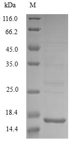 SDS-PAGE