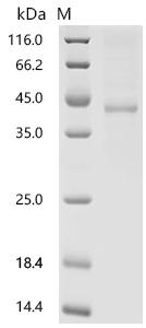 SDS-PAGE