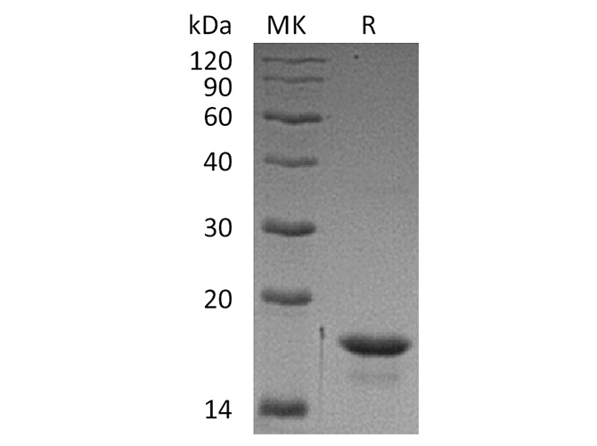 Валидация Elabscience PKSH032373(2859)
