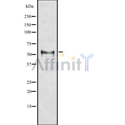 Валидация Affinity DF8134 - 19986