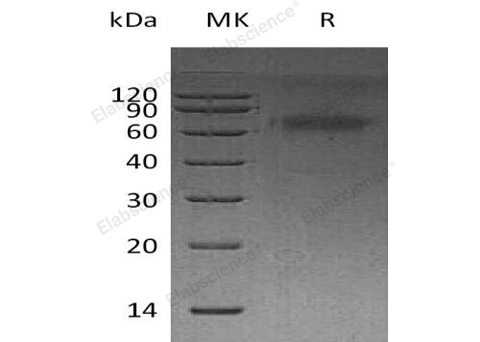 Валидация Elabscience PKSH032354(2843)