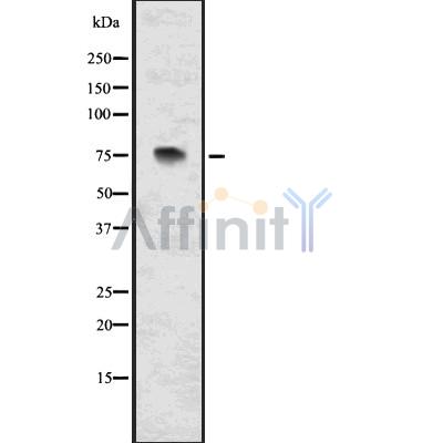 Валидация Affinity DF7568 - 19326