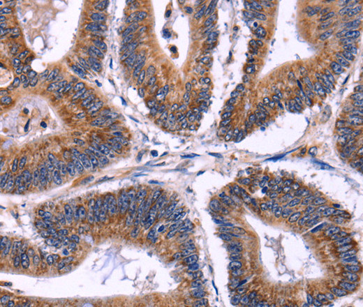 Валидация Elabscience E-AB-14839