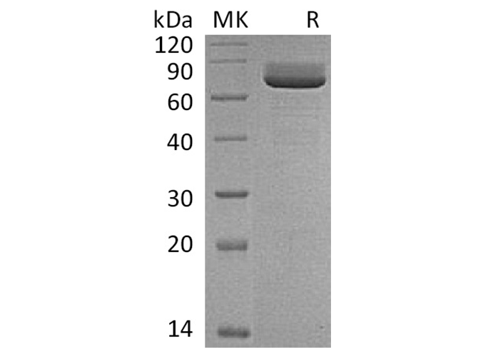 Валидация Elabscience PKSR030462(5774)