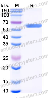 EHJ05602, SDS-PAGE