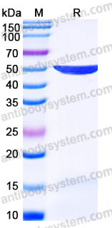 YHB89102, SDS-PAGE