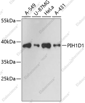 Вестерн-блоттинг, PIH1D1, различные клеточные линии