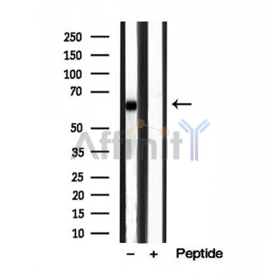 Валидация Affinity DF12027 - 6051