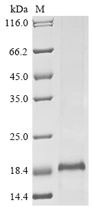 SDS-PAGE