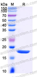 AHH28803, SDS-PAGE