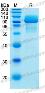 Валидация AntibodySystem AHD16101