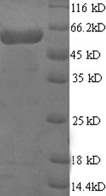 SDS-PAGE
