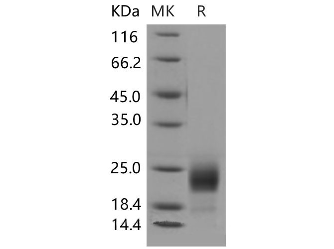 Валидация Elabscience PKSM040533(4523)