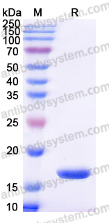 YHF87102, SDS-PAGE