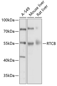 Валидация Elabscience E-AB-90126