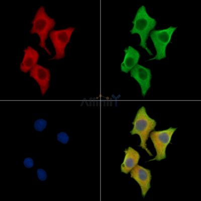 Валидация Affinity DF15696 - 12158