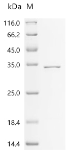 SDS-PAGE
