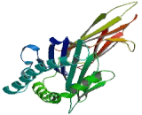 Cluster Of Differentiation 1d (CD1d) Cluster Of Differentiation 1d (CD1d)