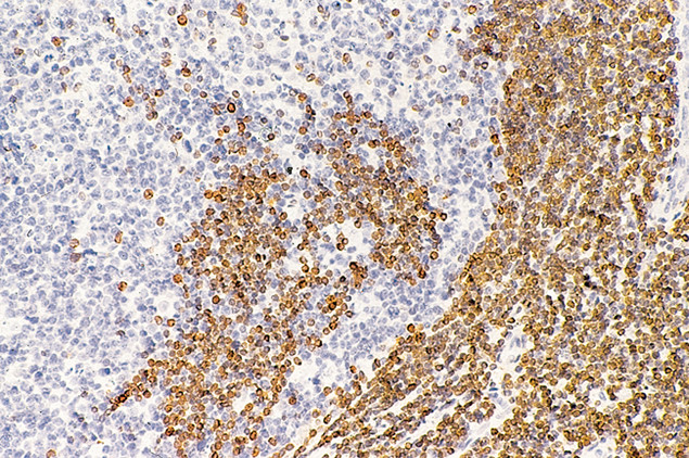 Валидация AssayVector ARM2664(4990)