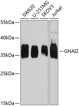 Валидация Elabscience E-AB-63862