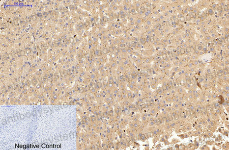 Валидация AntibodySystem RHC21011 (783)