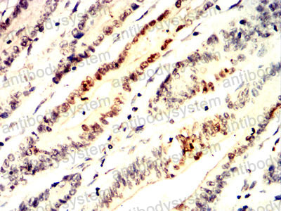 Валидация AntibodySystem RHN99501 (4050)