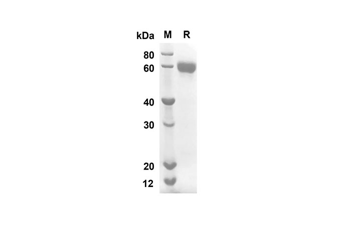 Валидация Elabscience PDMH100268(891)