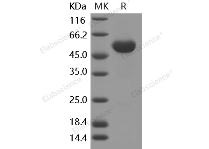 Валидация Elabscience PKSH030493(1410)