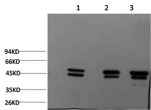 Валидация Elabscience E-AB-22138
