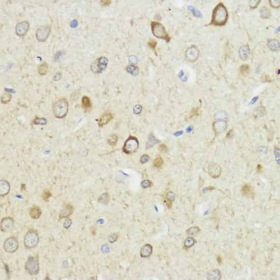 Валидация Elabscience E-AB-65634