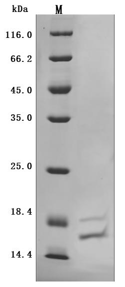 SDS-PAGE