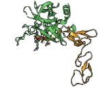 Activated Protein C (APC) Activated Protein C (APC)