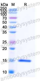 Валидация SDS-PAGE - AntibodySystem RHJ03701