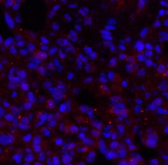 Валидация Elabscience E-AB-30669