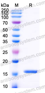 YHF13702, SDS-PAGE