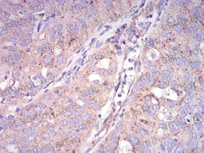 Валидация AntibodySystem RHB50401